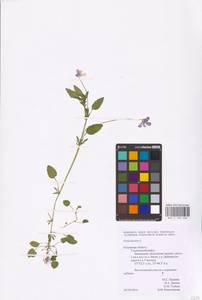 Viola tricolor L., Eastern Europe, Central region (E4) (Russia)