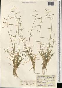 Cleistogenes songorica (Roshev.) Ohwi, Mongolia (MONG) (Mongolia)