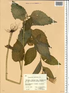 Campanula latifolia L., Eastern Europe, Belarus (E3a) (Belarus)