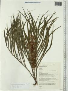 Grevillea pteridifolia J. Knight, Australia & Oceania (AUSTR) (Australia)