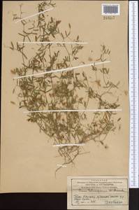 Vicia tetrasperma (L.) Schreb., Middle Asia, Western Tian Shan & Karatau (M3) (Kyrgyzstan)