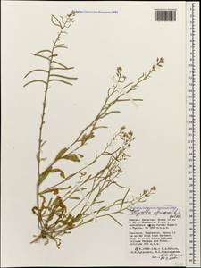 Strigosella africana (L.) Botsch., Caucasus, Dagestan (K2) (Russia)