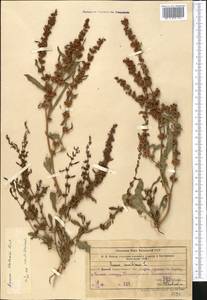 Rumex dentatus subsp. dentatus, Middle Asia, Syr-Darian deserts & Kyzylkum (M7) (Kazakhstan)