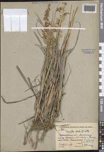 Anthoxanthum nitens (Weber) Y.Schouten & Veldkamp, Eastern Europe, Lower Volga region (E9) (Russia)
