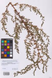 Artemisia annua L., Eastern Europe, Moscow region (E4a) (Russia)