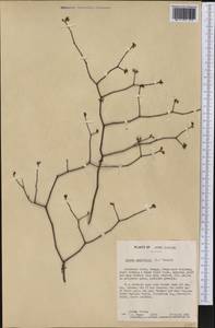 Litsea aestivalis (L.) Fern., America (AMER) (United States)
