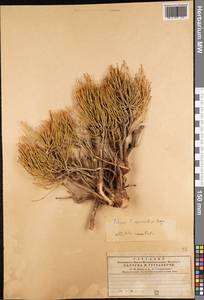 Ephedra equisetina Bunge, Middle Asia, Western Tian Shan & Karatau (M3) (Kazakhstan)