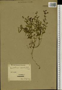 Scutellaria scordiifolia Fisch. ex Schrank, Siberia, Western (Kazakhstan) Altai Mountains (S2a) (Kazakhstan)