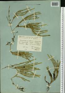 Spinulum annotinum subsp. dubium (Zoëga) J.H.Xue, Chepinoga & K.P.Ma, Siberia, Yakutia (S5) (Russia)