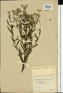 Achillea salicifolia subsp. salicifolia, Eastern Europe, Moscow region (E4a) (Russia)