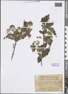 Acer tataricum subsp. semenovii (Regel & Herder) A. E. Murray, Middle Asia, Western Tian Shan & Karatau (M3) (Kyrgyzstan)