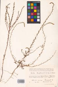 Bassia laniflora (S. G. Gmel.) A. J. Scott, Eastern Europe, Lower Volga region (E9) (Russia)