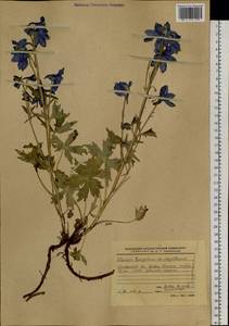 Delphinium brachycentrum Ledeb., Siberia, Chukotka & Kamchatka (S7) (Russia)