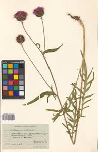 Centaurea scabiosa L., Eastern Europe, Moscow region (E4a) (Russia)