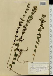 Hypericum maculatum Crantz, Eastern Europe, Central region (E4) (Russia)