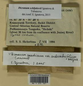 Dicranum schljakovii Ignatova & Tubanova, Bryophytes, Bryophytes - Krasnoyarsk Krai, Tyva & Khakassia (B17) (Russia)
