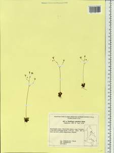 Micranthes redofskyi (Adams) Elven & D.F.Murray, Siberia, Chukotka & Kamchatka (S7) (Russia)