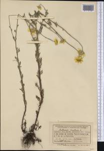 Cota tinctoria subsp. tinctoria, Siberia, Western Siberia (S1) (Russia)