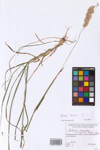Holcus lanatus L., Eastern Europe, North-Western region (E2) (Russia)