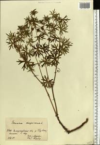 Geranium sanguineum L., Eastern Europe, West Ukrainian region (E13) (Ukraine)