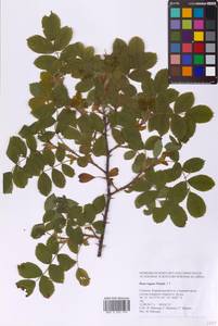 Rosa rugosa Thunb., Siberia, Russian Far East (S6) (Russia)