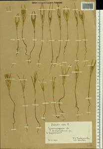 Soda inermis (Moench) Fourr., Eastern Europe, Lower Volga region (E9) (Russia)