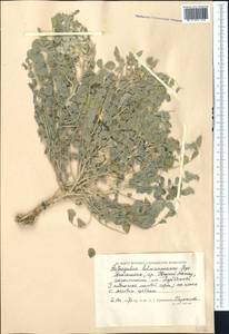 Astragalus lehmannianus Bunge, Middle Asia, Caspian Ustyurt & Northern Aralia (M8) (Kazakhstan)
