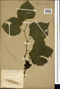 Tilia croizatii Chun & H. D. Wong, Caucasus, Stavropol Krai, Karachay-Cherkessia & Kabardino-Balkaria (K1b) (Russia)