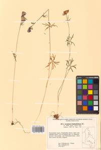 Aconitum delphinifolium DC., Siberia, Chukotka & Kamchatka (S7) (Russia)