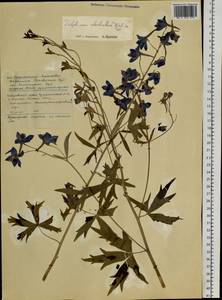 Delphinium cheilanthum Fisch. ex DC., Siberia, Russian Far East (S6) (Russia)