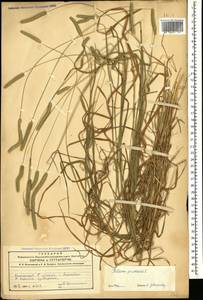 Phleum pratense L., Caucasus, Azerbaijan (K6) (Azerbaijan)