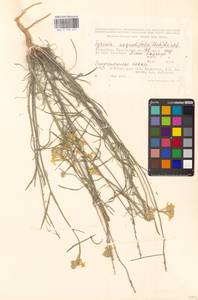 Erysimum canum (Piller & Mitt.) Polatschek, Middle Asia, Caspian Ustyurt & Northern Aralia (M8) (Kazakhstan)