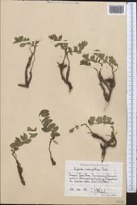 Euphorbia monocyathium (Prokh.) Prokh., Middle Asia, Western Tian Shan & Karatau (M3) (Uzbekistan)
