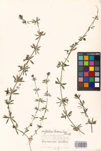 Galium tricornutum Dandy, Eastern Europe, Moscow region (E4a) (Russia)