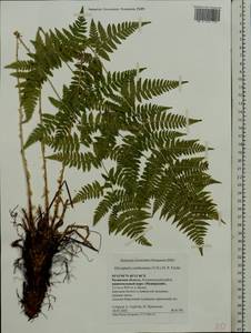 Dryopteris carthusiana (Vill.) H. P. Fuchs, Eastern Europe, Central region (E4) (Russia)