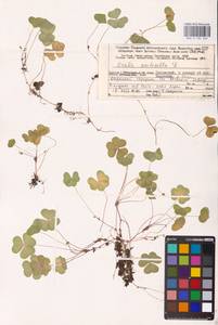 Oxalis acetosella L., Eastern Europe, Northern region (E1) (Russia)