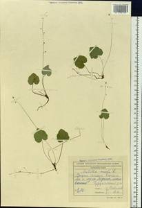 Mitella nuda L., Siberia, Central Siberia (S3) (Russia)