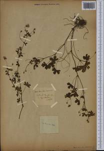 Geranium pyrenaicum Burm. f., Western Europe (EUR)