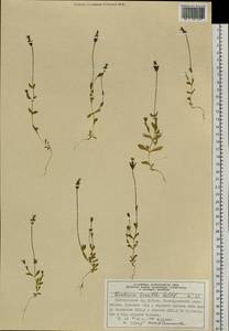Comastoma tenellum (Rottb.) Toyok., Siberia, Altai & Sayany Mountains (S2) (Russia)