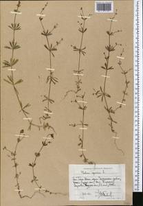 Galium spurium L., Middle Asia, Western Tian Shan & Karatau (M3) (Uzbekistan)