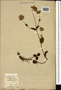 Astrantia maxima Pall., Caucasus, Armenia (K5) (Armenia)
