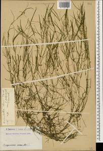 Zannichellia palustris subsp. palustris, Caucasus, Armenia (K5) (Armenia)