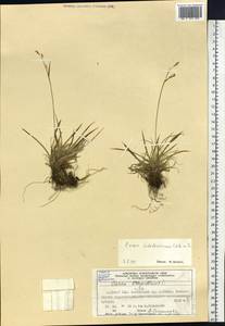 Carex ledebouriana C.A.Mey. ex Trevir., Siberia, Altai & Sayany Mountains (S2) (Russia)