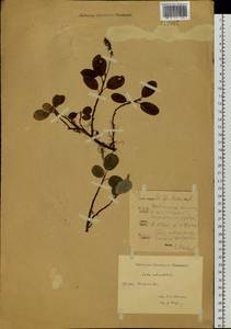 Salix reticulata L., Siberia, Western Siberia (S1) (Russia)