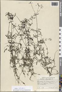 Galium uliginosum L., Siberia, Western Siberia (S1) (Russia)