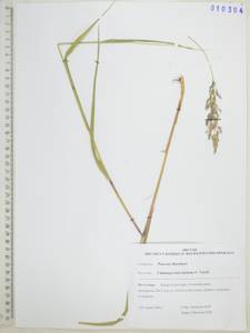 Calamagrostis purpurea (Trin.) Trin., Siberia, Russian Far East (S6) (Russia)