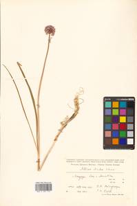Allium splendens subsp. insulare Vorosch., Siberia, Russian Far East (S6) (Russia)