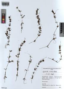 KUZ 018 190, Hydrilla verticillata (L.f.) Royle, Siberia, Altai & Sayany Mountains (S2) (Russia)
