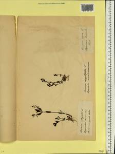 Veronica anagallis-aquatica L., Eastern Europe, Belarus (E3a) (Belarus)