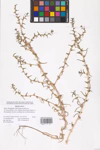 Soda inermis (Moench) Fourr., Eastern Europe, Lower Volga region (E9) (Russia)